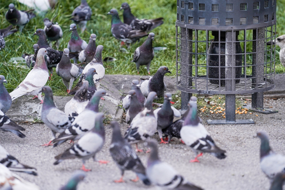 Palomas en la plaza Cataluña de Barcelona junto al dispensador