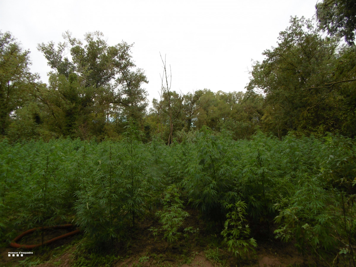 Plantación exterior de marihuana en Garrigàs (Girona).