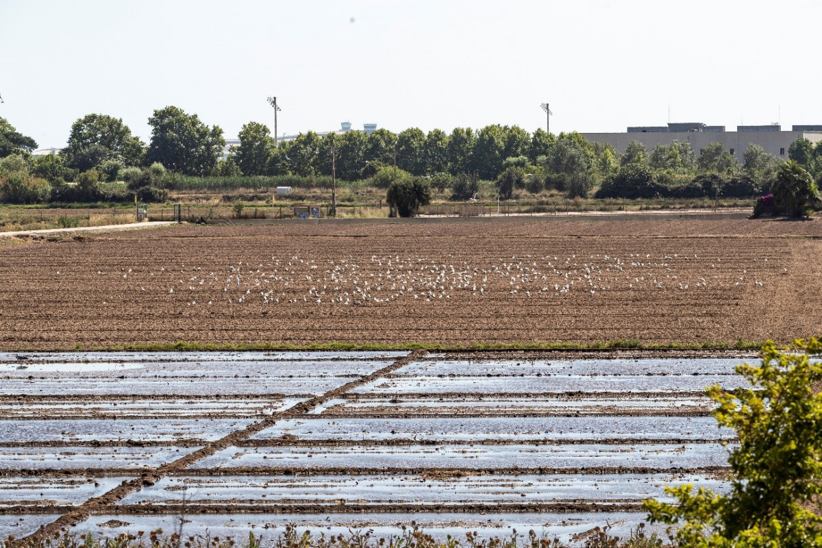 Riego agru00edcola con agua regenerada del Parque Agrario del Baix Llobregat