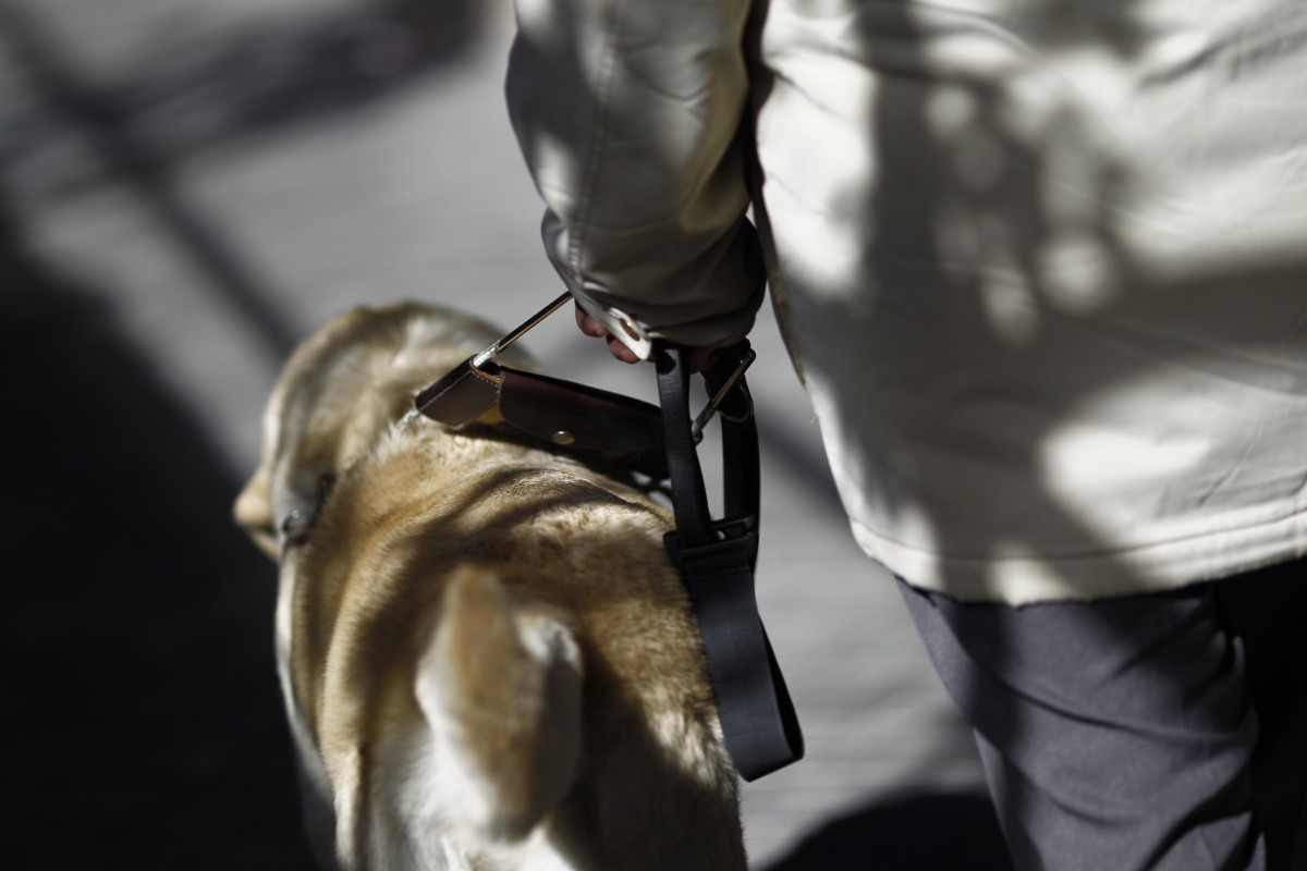 Discapacidad, discapacidad, ciego, personas ciegas con perro guía, lazarillo
