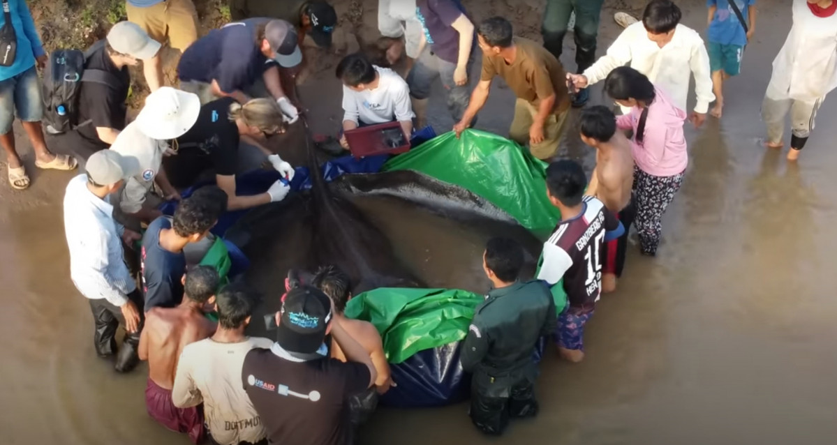 Catalunyapress pescado dulce gigante