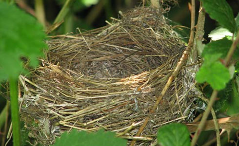 AVES NIDO