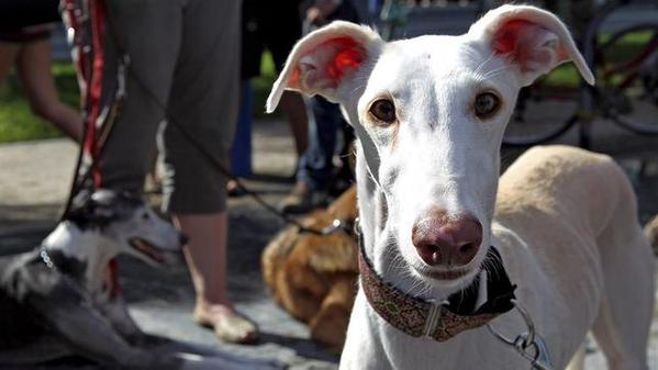 Defensores de los animales se manifiestan este domingo contra la caza con perros en Barcelona