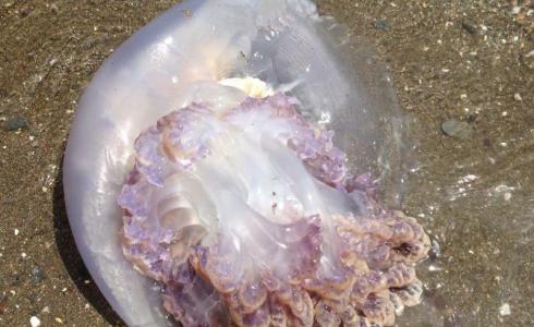 El CSIC detecta poca presencia de medusas este verano en las playas catalanas El CSIC detecta poca presencia de medusas este verano en las playas catalanas